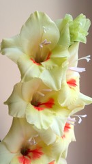Flower - Gladiolus