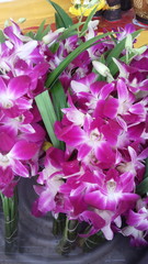 Purple Orchids