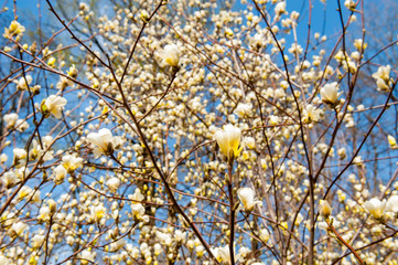 Some magnolia flowers