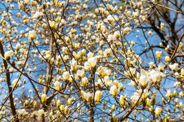 Some magnolia flowers