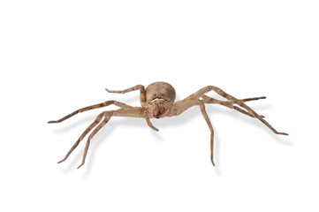 Heteropoda venatoria is brown spider on white background isolate