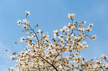 Some magnolia flowers