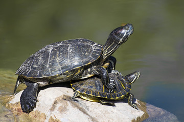 Obraz premium Two turtles lovingly take the sun in the park