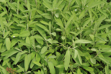 salvia plant background