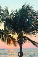 Naklejka premium Palm sun sea sunset