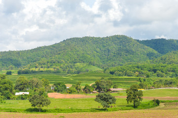 Panorama of mountain range in tea plantation.