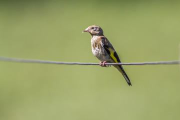 Stieglitz (Carduelis carduelis)