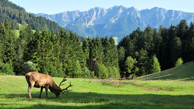 "Hirsch auf der Weide"