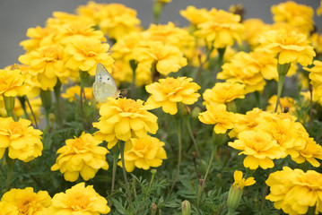 butterfly on yellow flower