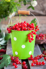 Fresh redcurrant in a bucket