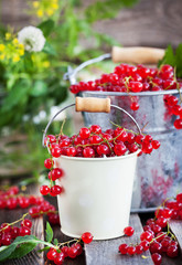 Fresh redcurrant in a bucket
