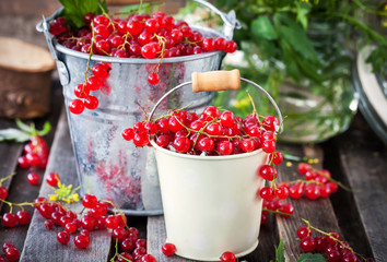 Fresh redcurrant in a bucket
