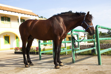portrait of horse standing