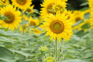 portrait of a sunflower in focus