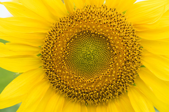 Close up of Sun flower
