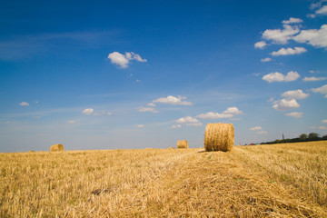 Fototapeta premium sheaf of hay on the field
