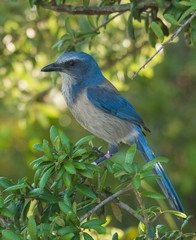 Florida Scrub-jay