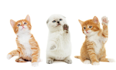 funny kitten waving his paw on a white background isolated
