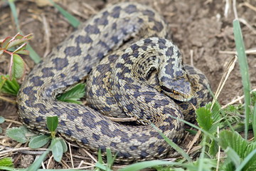 big female meadow viper