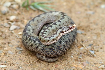 female common european adder ready to strike