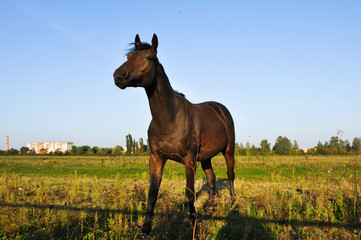 Horse portrait in green field