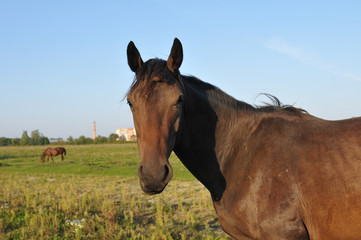 Horse portrait in green field