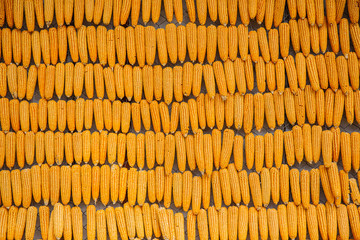 Yellow dried corn bundle together texture