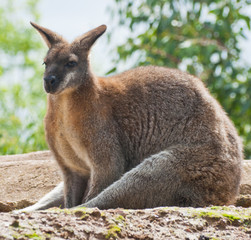 Naklejka na ściany i meble Australian wallaby
