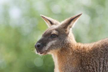 Cute Australian wallaby