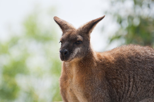 Australian wallaby