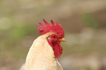 portrait of white rooster