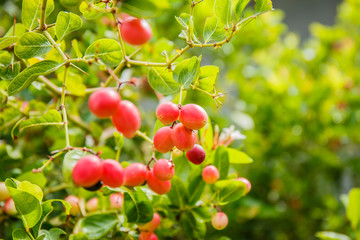 Carissa carandas Linn,Karanda, Carunda, Christ ' s Thom