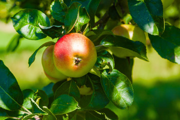 Apfel am Baum