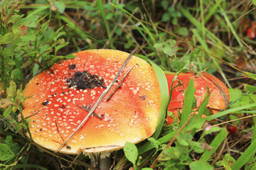 Red toadstool mushroom growing in autumnal forest
