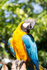 Colorful parrot, Macaw bird