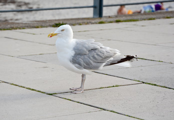 Möwe