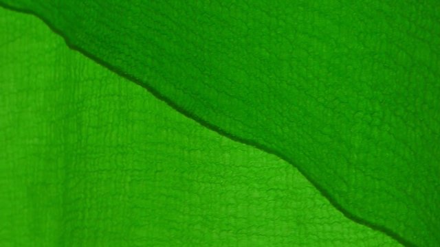 Green canopy sways in the wind