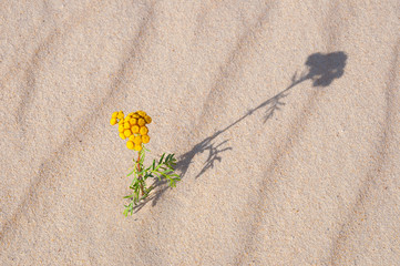 Wild flower in sand