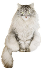 gray siberian cat on white background