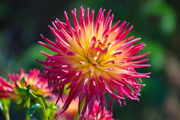 Beautiful dahlias in the garden.
