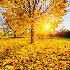 Sunny autumn foliage