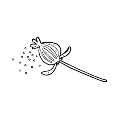 cartoon dried poppy flower