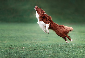 Frisbee dog with flying disk