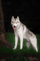 A husky wolf dog portrait
