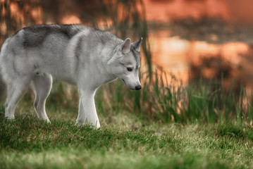 A husky wolf dog portrait