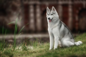 A husky wolf dog portrait