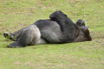 Deurstickers Gorilla ligt lekker te zonnen. © photoPepp