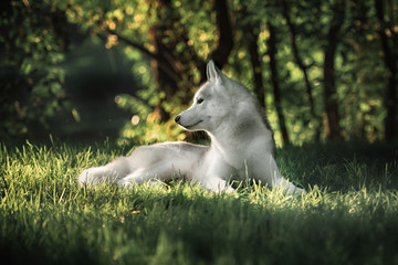 A husky wolf dog portrait © brusnikaphoto