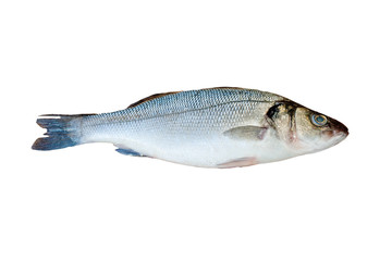 fresh sea bass isolated
