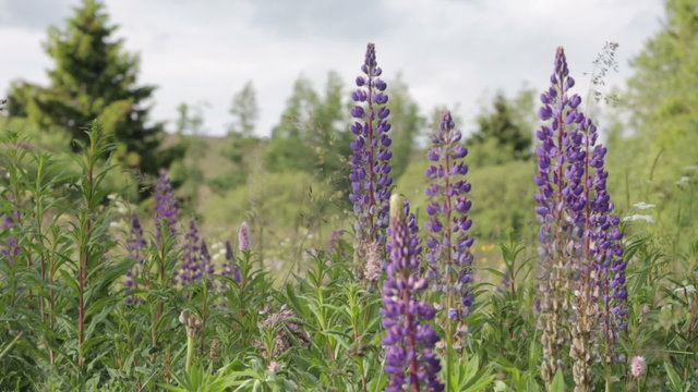 cloesup of violet wildflowers moving in the wind